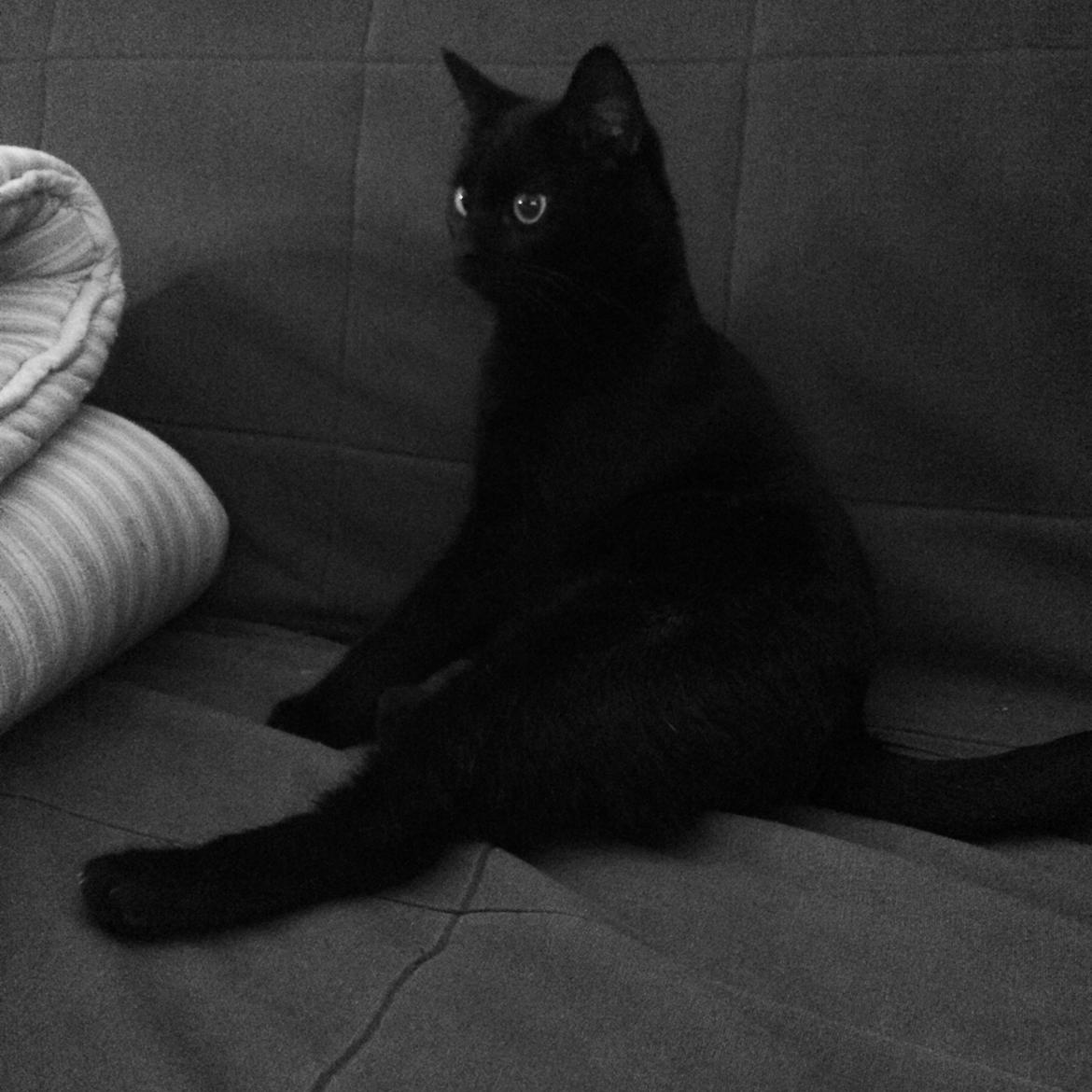 Blanding af racer Jack billede 11