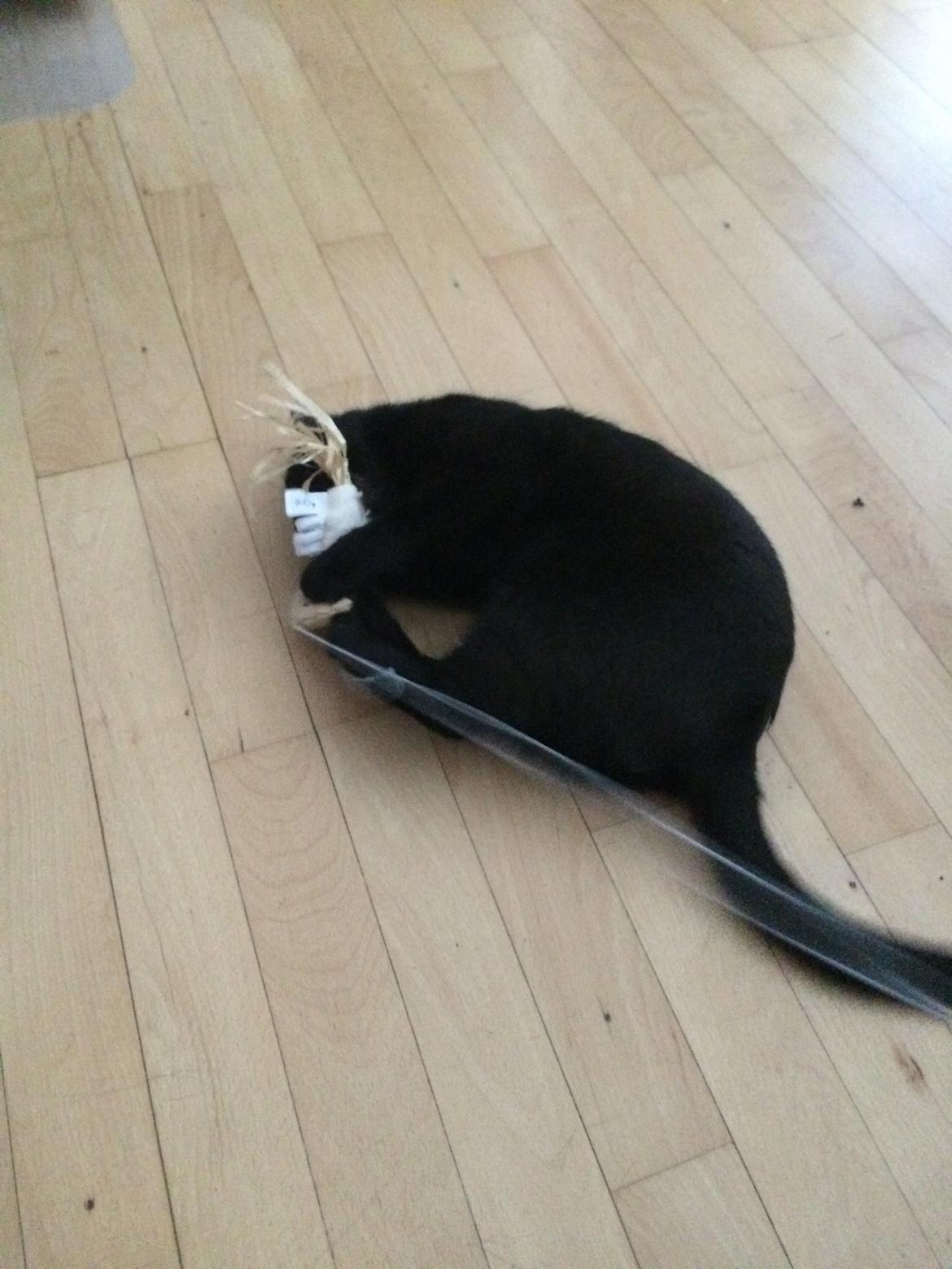 Blanding af racer Jack billede 9