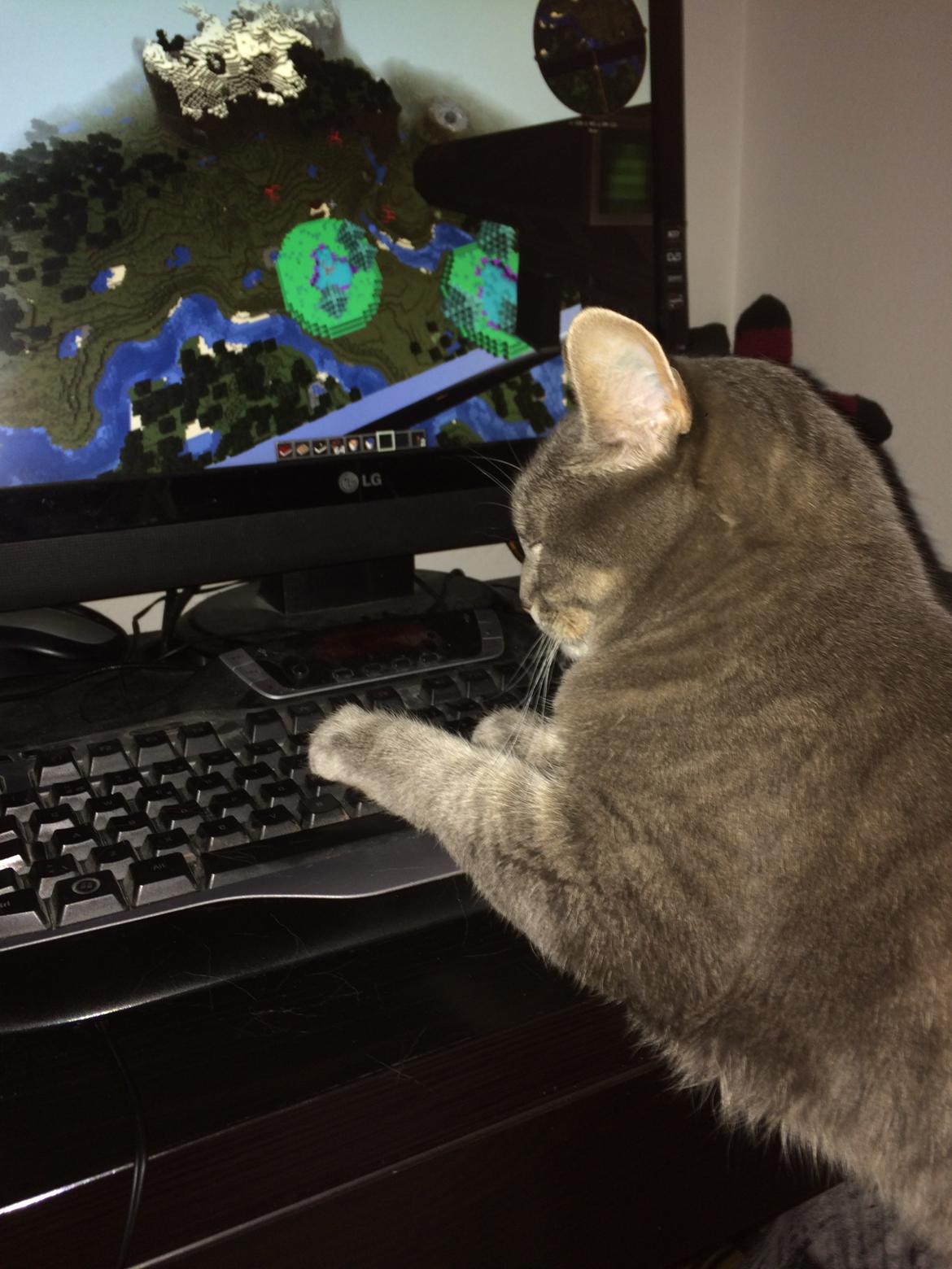 Blanding af racer Silke billede 12