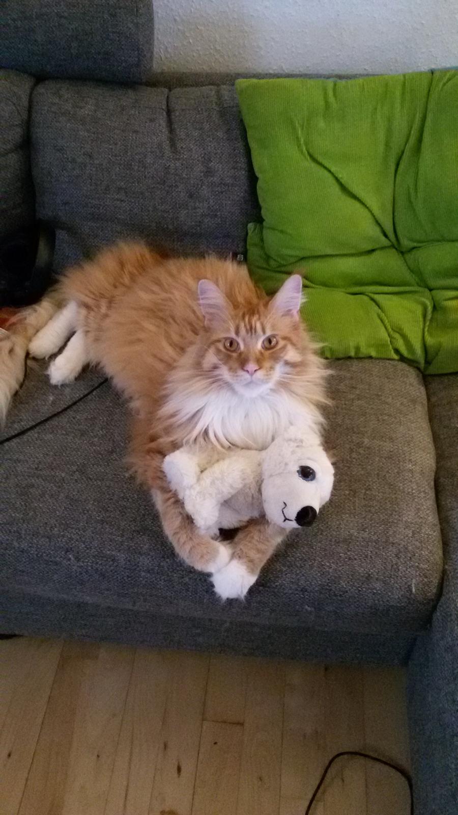 Maine Coon Obi wan kenobi billede 15