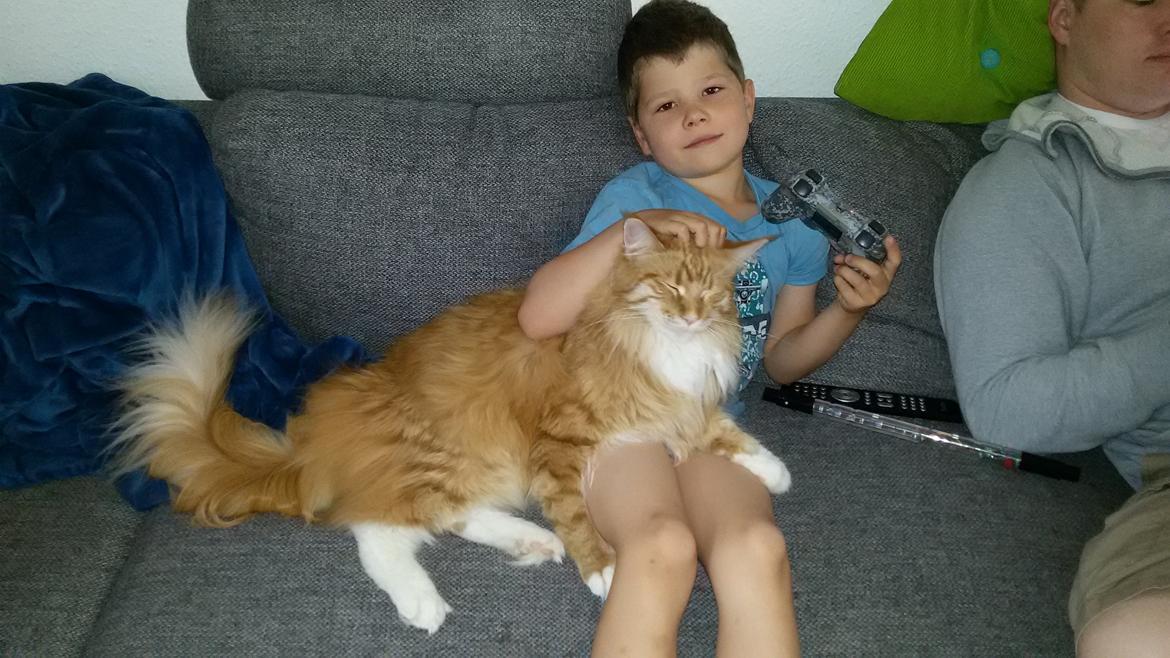 Maine Coon Obi wan kenobi billede 16