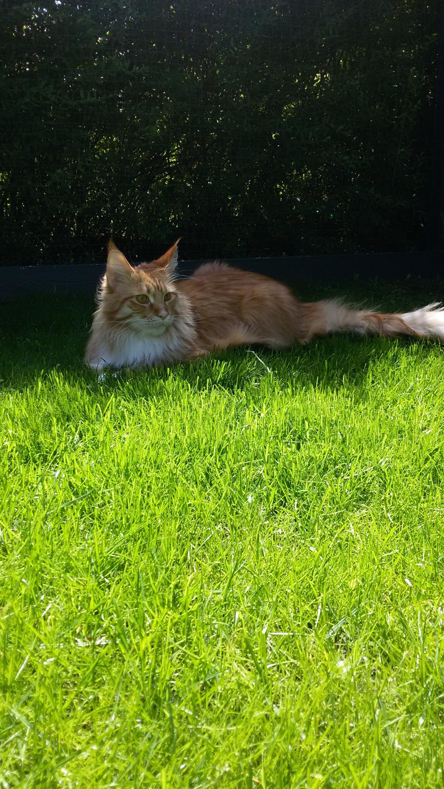 Maine Coon Obi wan kenobi billede 17