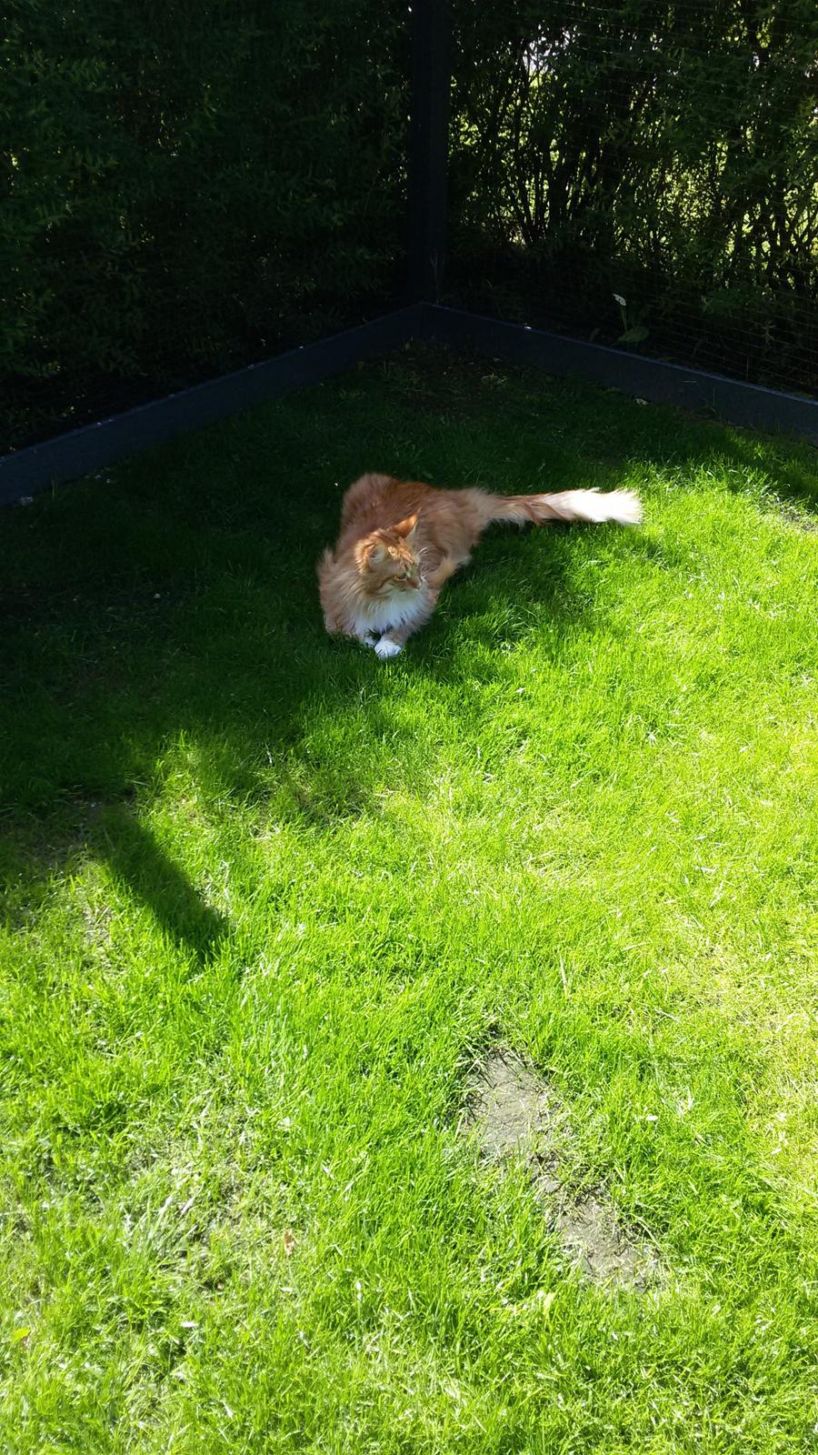 Maine Coon Obi wan kenobi billede 18