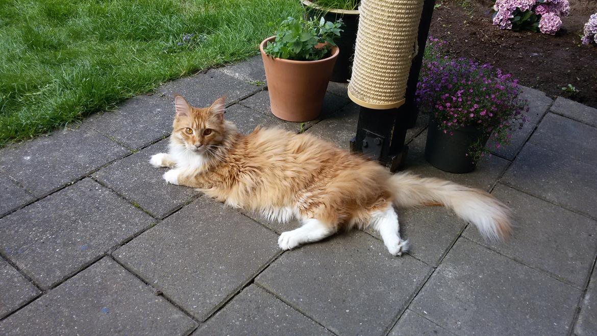 Maine Coon Obi wan kenobi billede 19