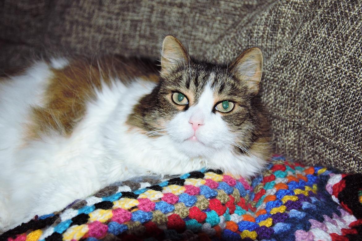 Blanding af racer Kattekismus billede 1