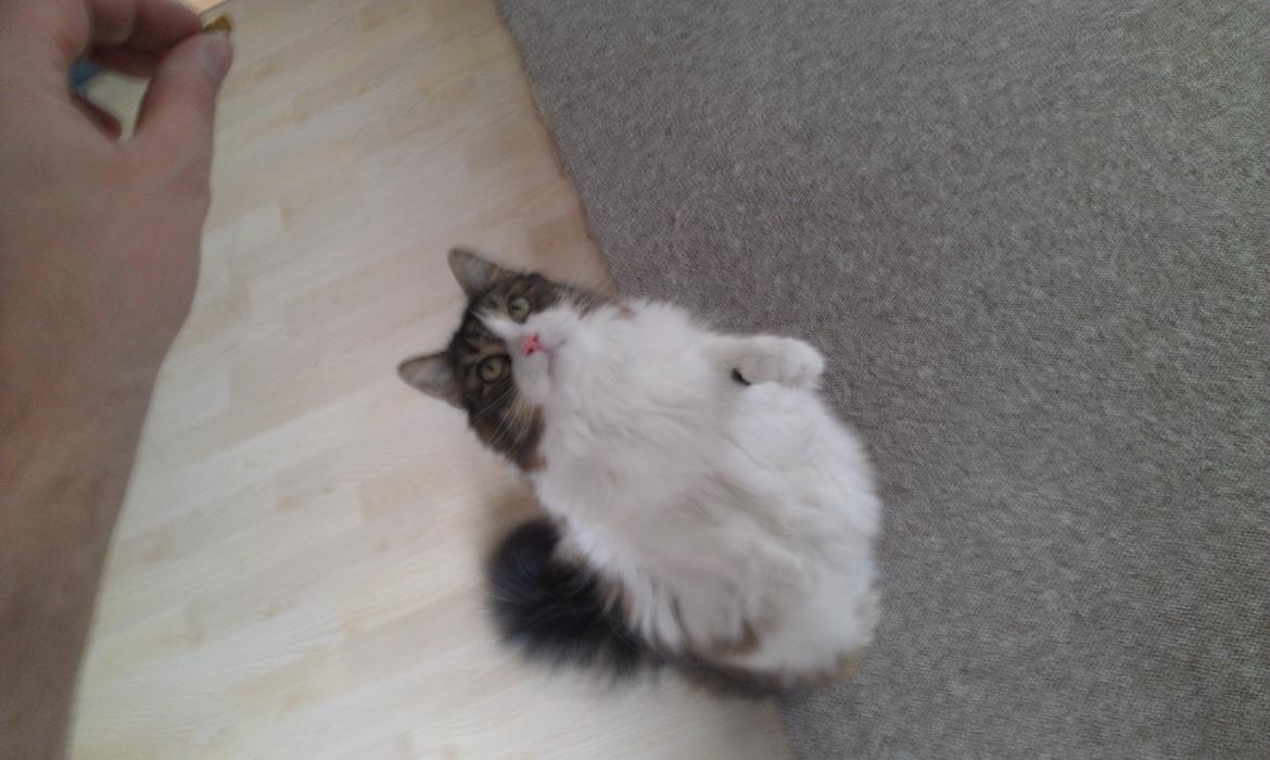 Blanding af racer Kattekismus billede 2