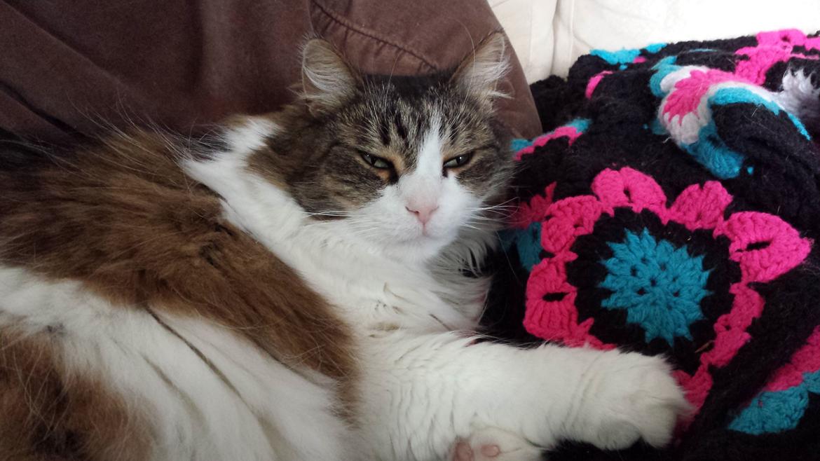 Blanding af racer Kattekismus - Mit tæppe!! billede 3