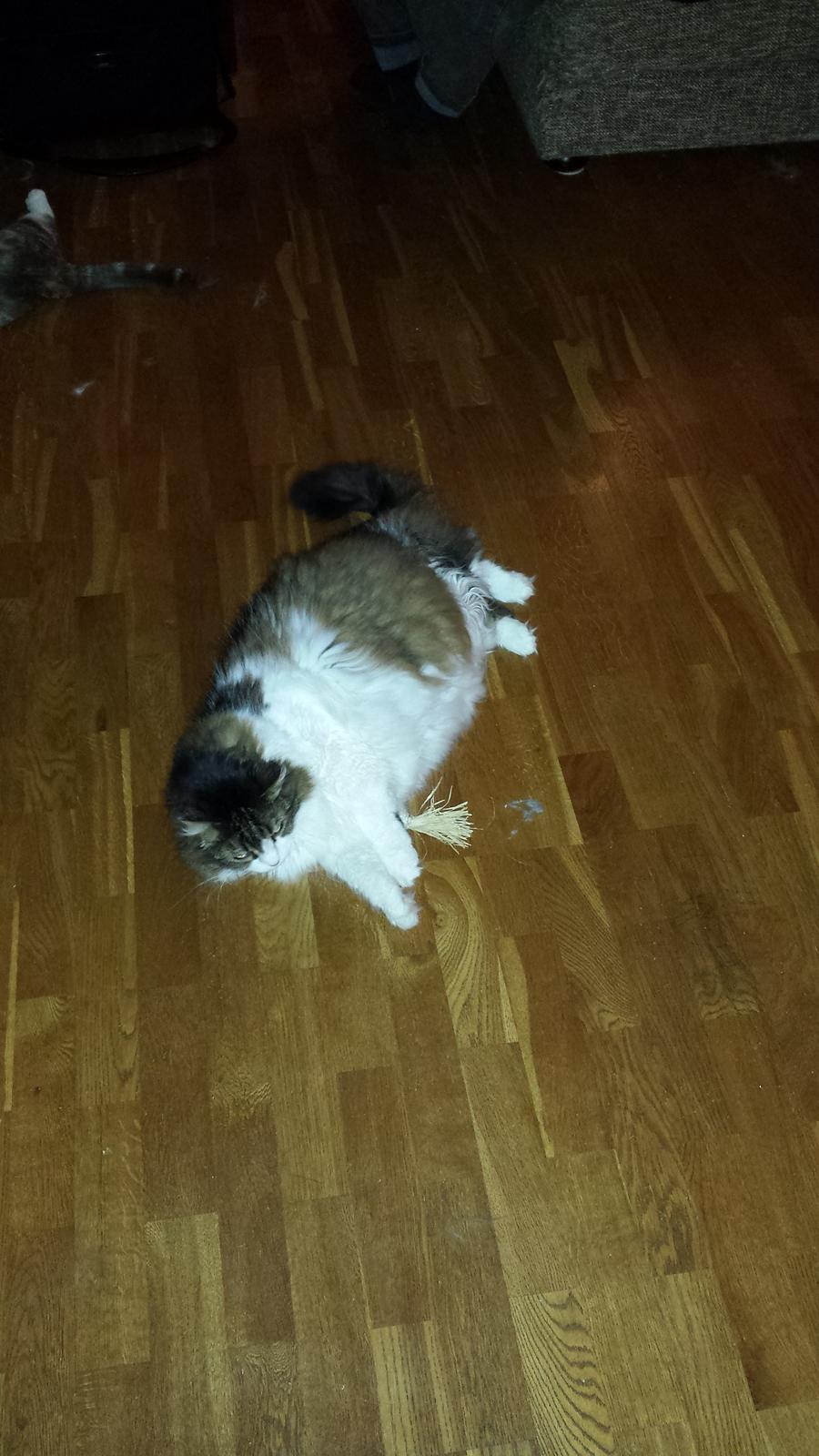 Blanding af racer Kattekismus - Hvilken mus? billede 4