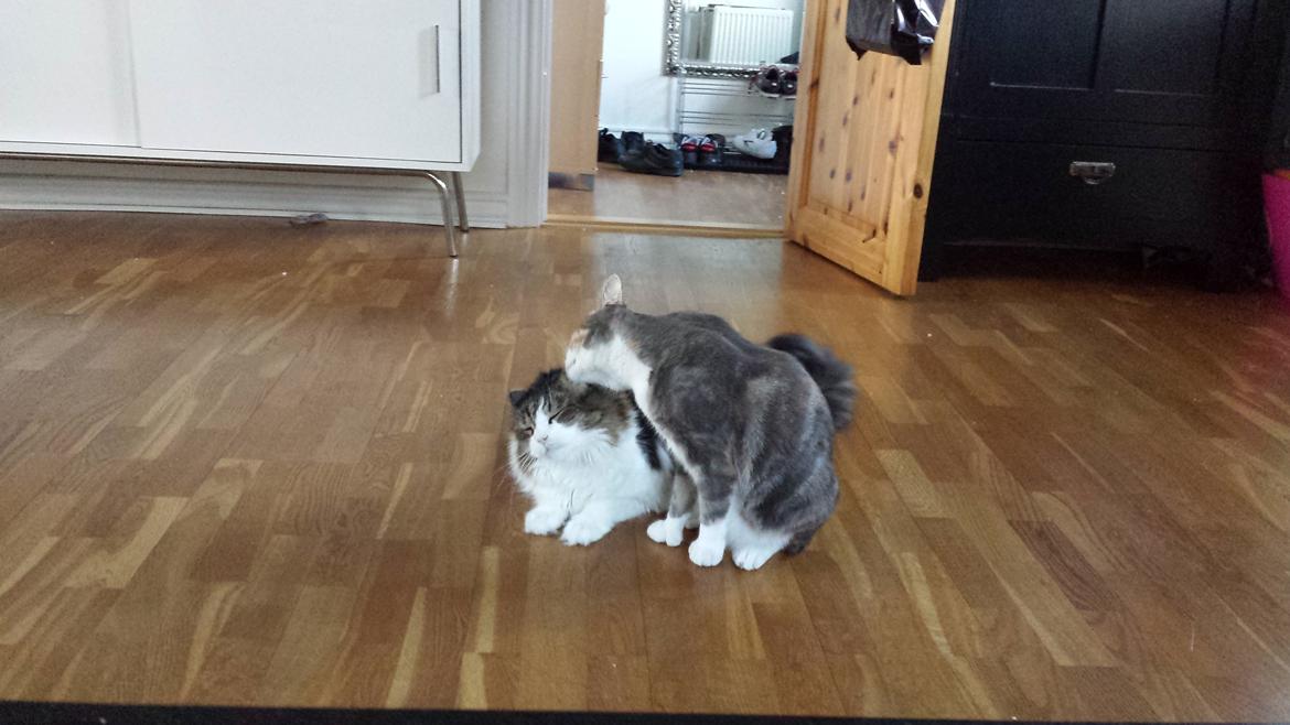 Blanding af racer Kattekismus billede 5