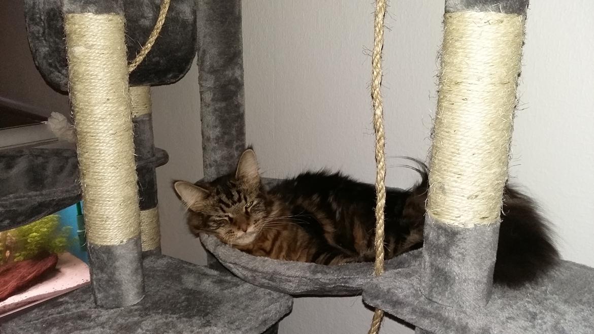 Maine Coon Figaro - Der er plads til en god slapper billede 12