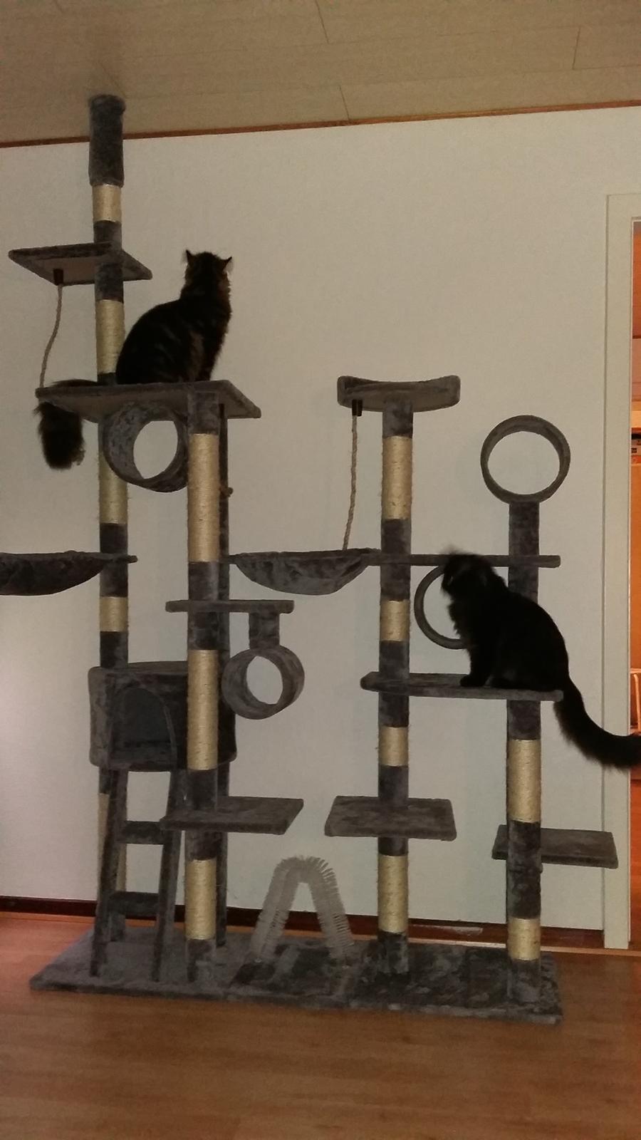 Blanding af racer Morgan - Et dejligt klatremiljø til de to misser billede 10