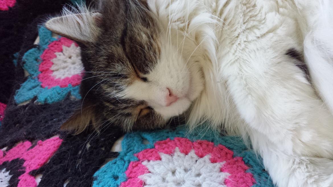 Blanding af racer Kattekismus - Åhh mit tæppe billede 6