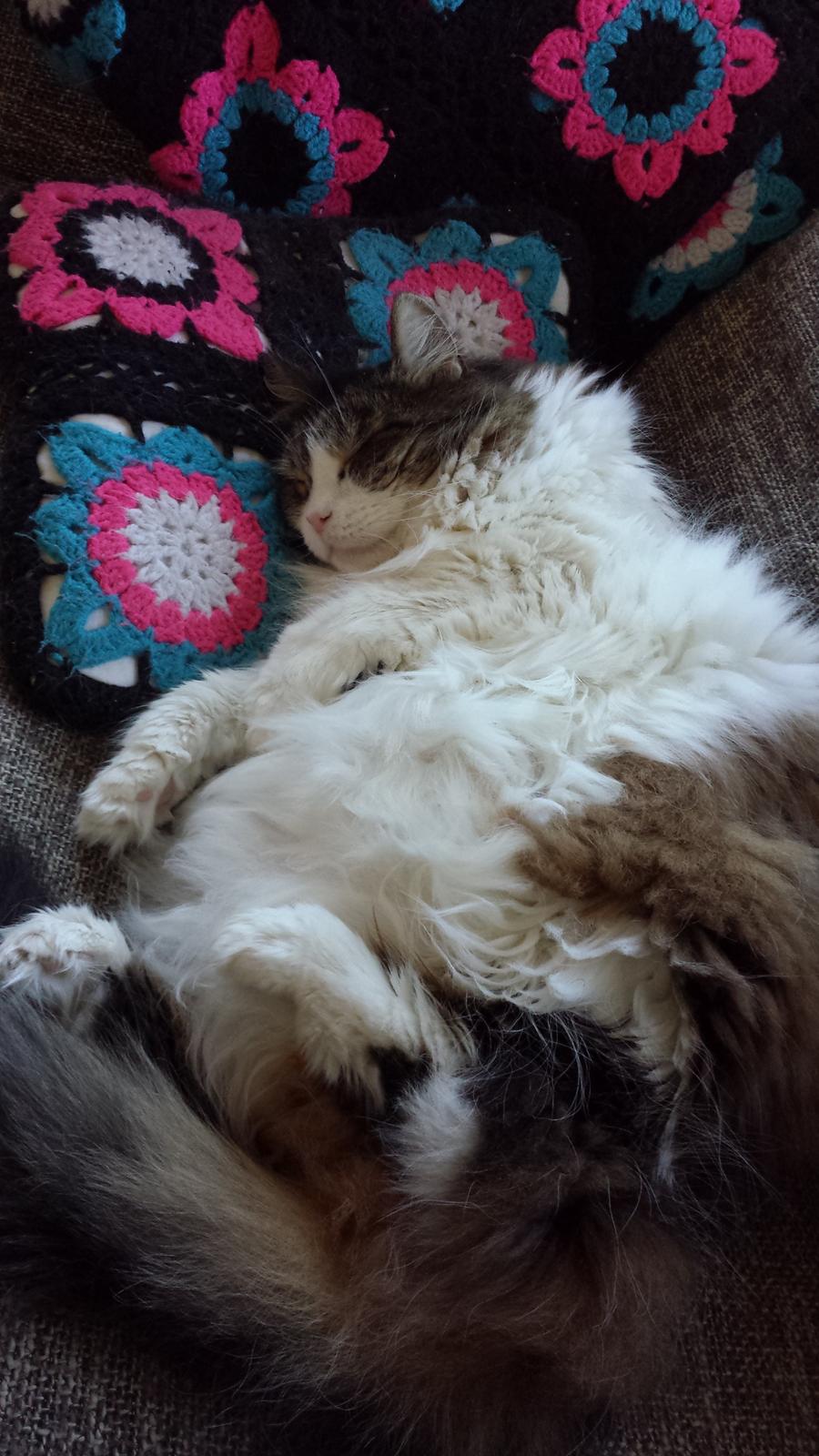 Blanding af racer Kattekismus billede 7