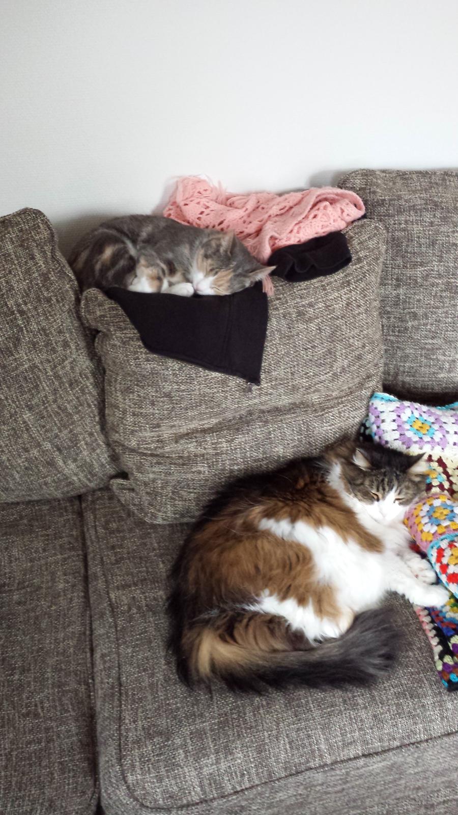 Blanding af racer Kattekismus - Etage-katte billede 8