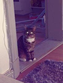 Blanding af racer Nel. billede 9