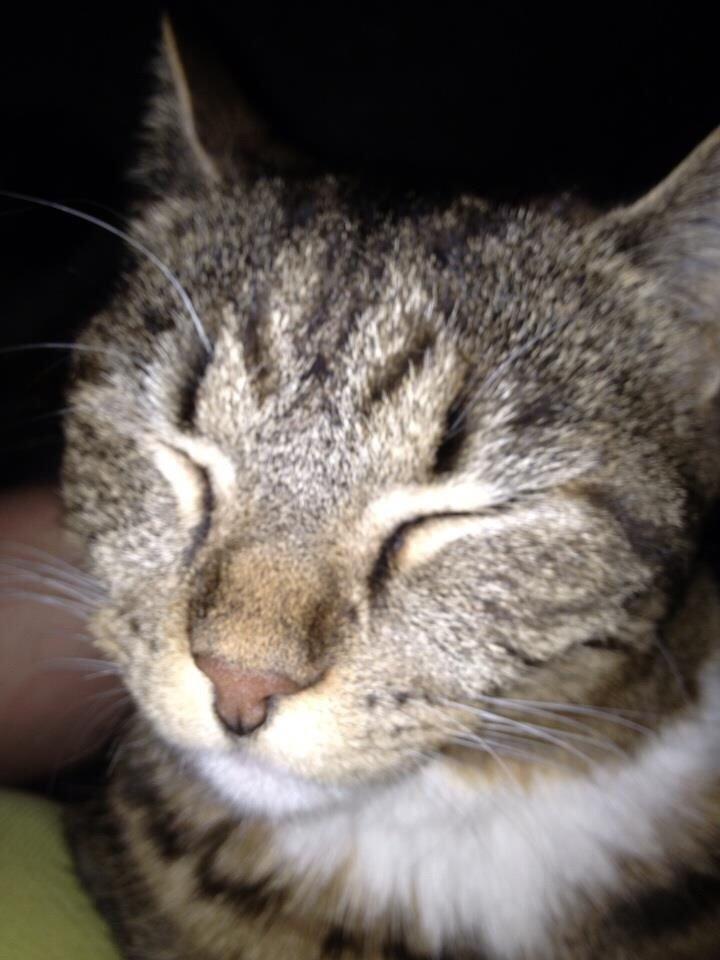 Blanding af racer Nel. billede 10