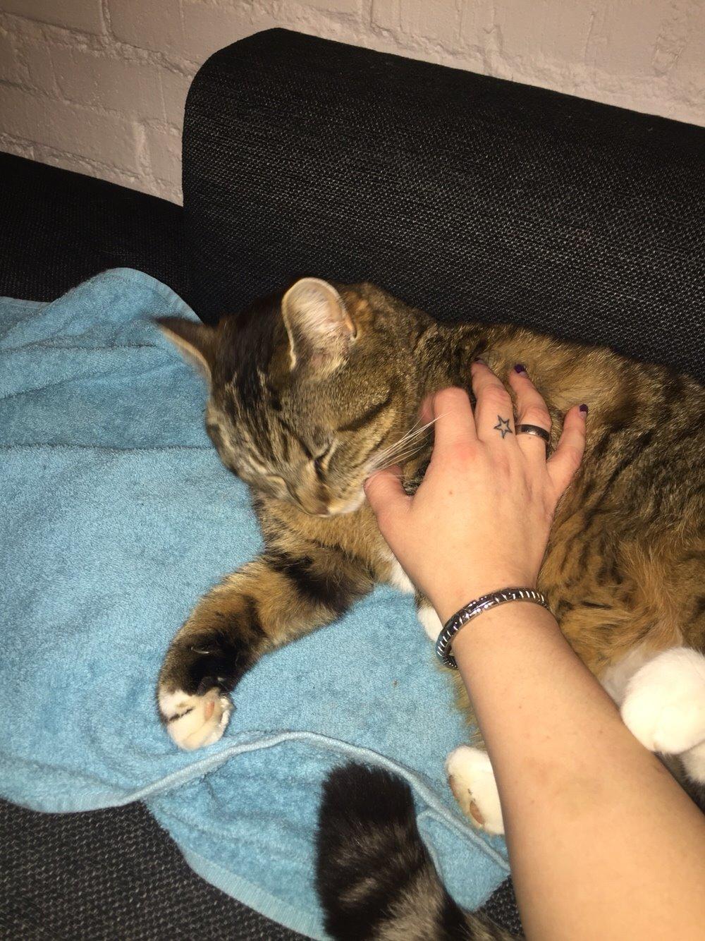 Blanding af racer Nel. billede 11