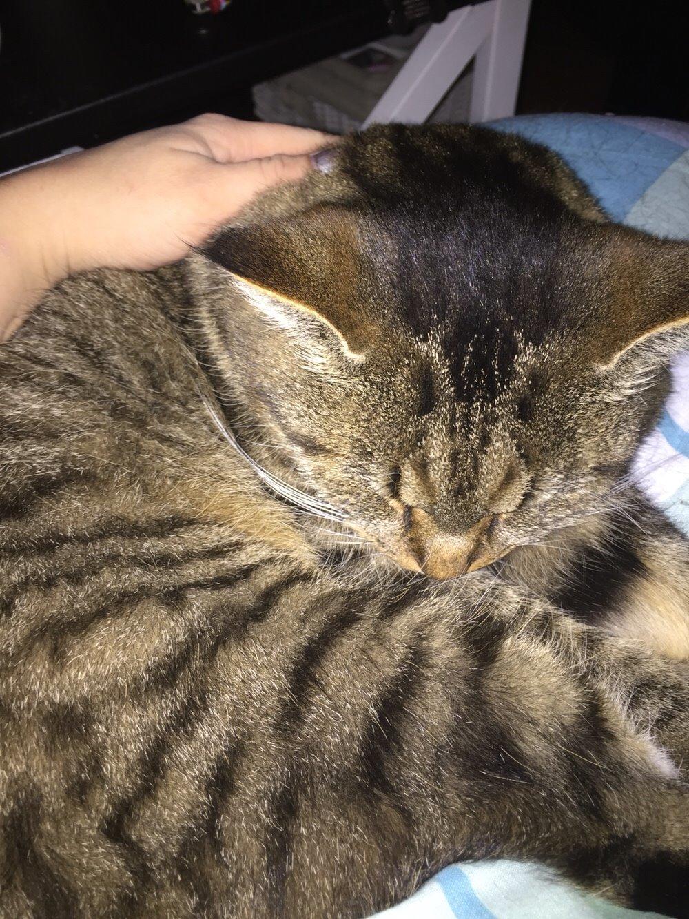 Blanding af racer Nel. billede 12