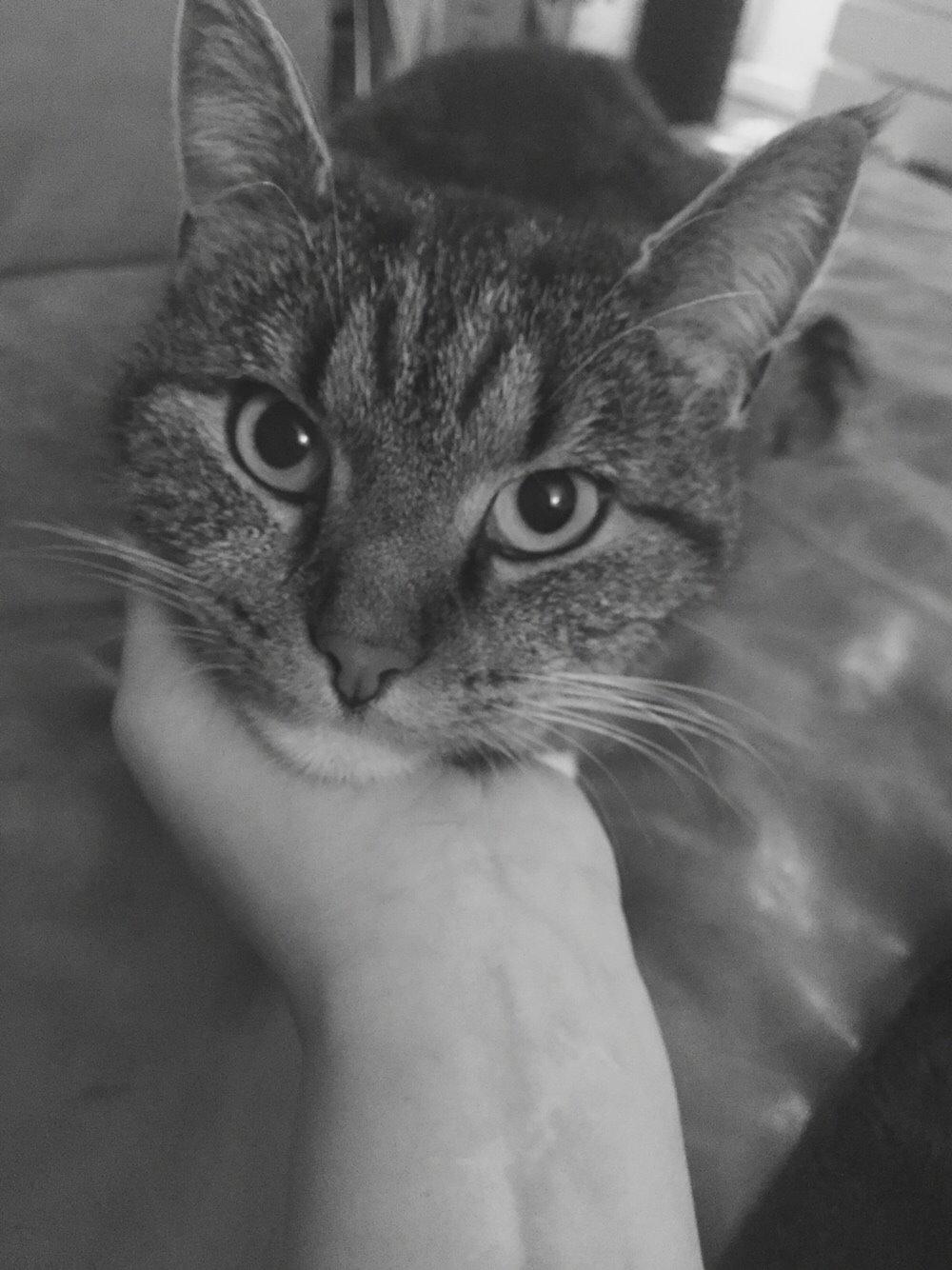 Blanding af racer Nel. billede 13