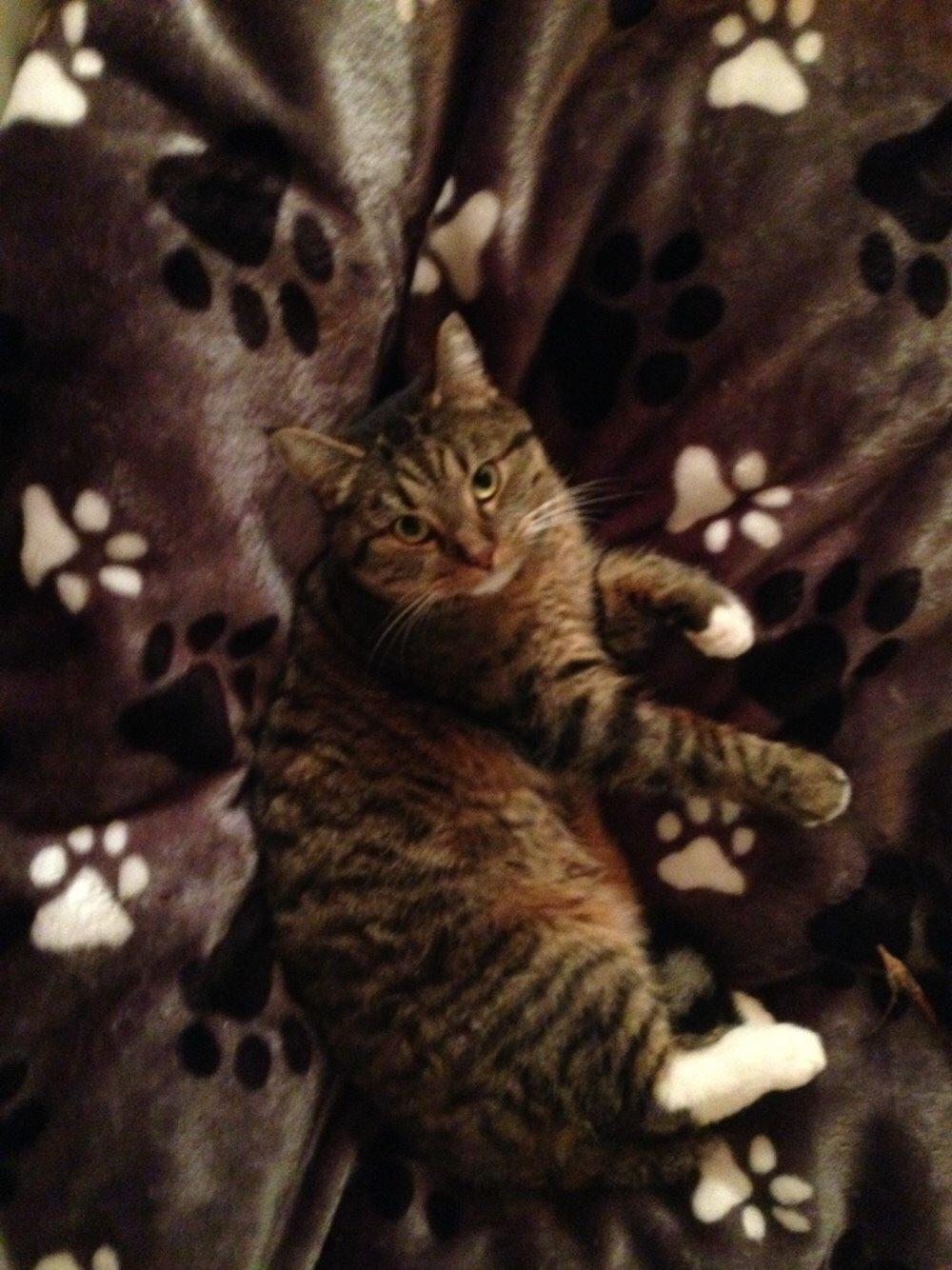 Blanding af racer Nel. billede 14