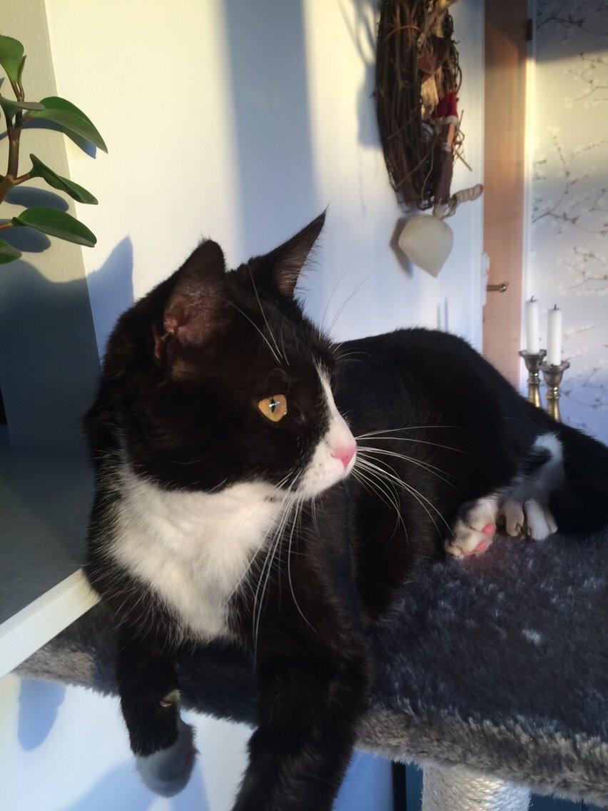 Huskat August (*Forsvundet*) billede 17