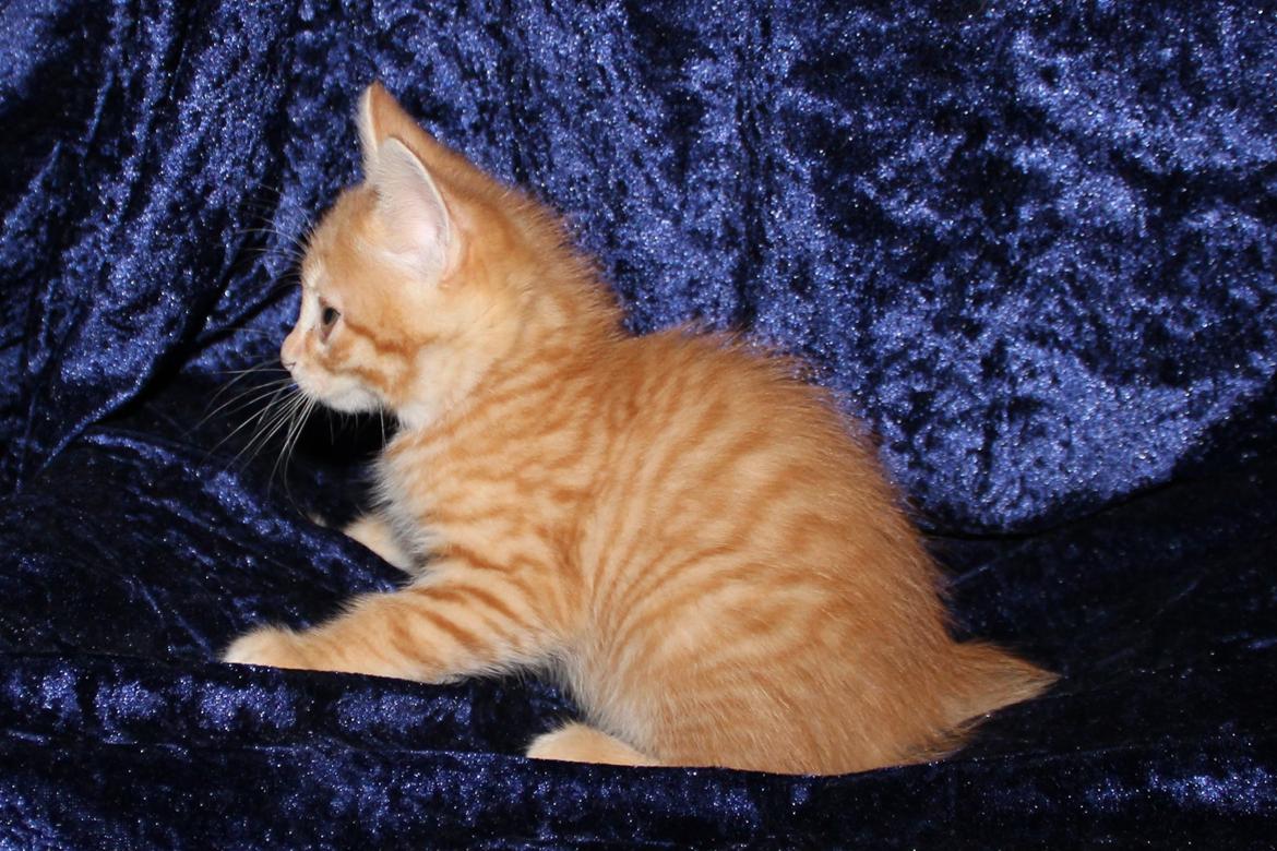 Kurilean Bobtail IP. GIC. DK KorZhik´s Miss Marple billede 12