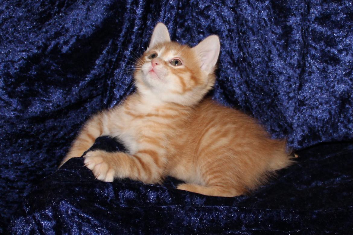Kurilean Bobtail IP. GIC. DK KorZhik´s Miss Marple billede 13
