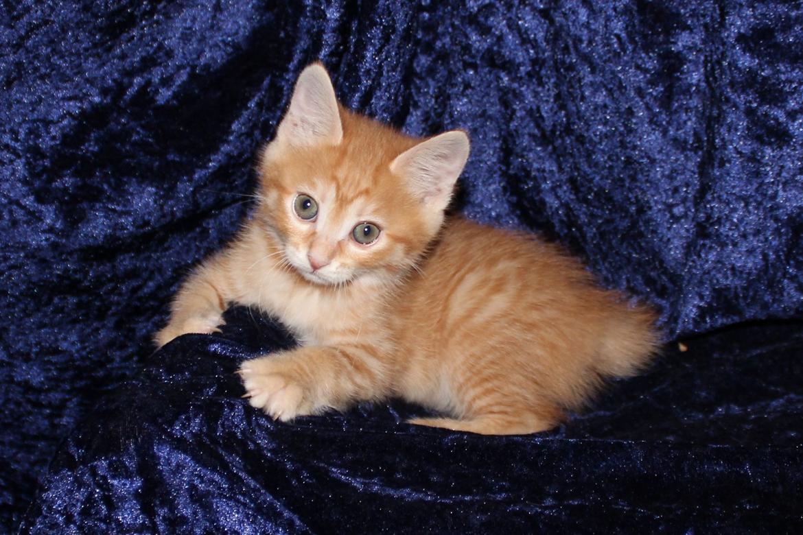 Kurilean Bobtail IP. GIC. DK KorZhik´s Miss Marple billede 11