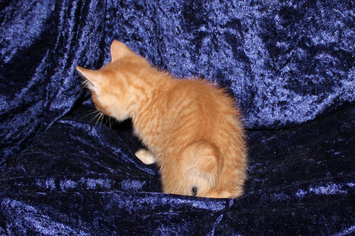 Kurilean Bobtail IP. GIC. DK KorZhik´s Miss Marple billede 14
