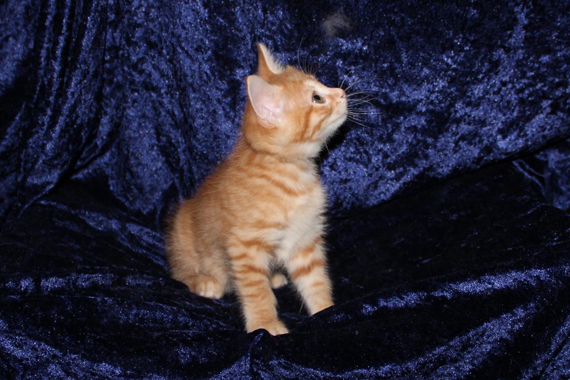 Kurilean Bobtail IP. GIC. DK KorZhik´s Miss Marple billede 15
