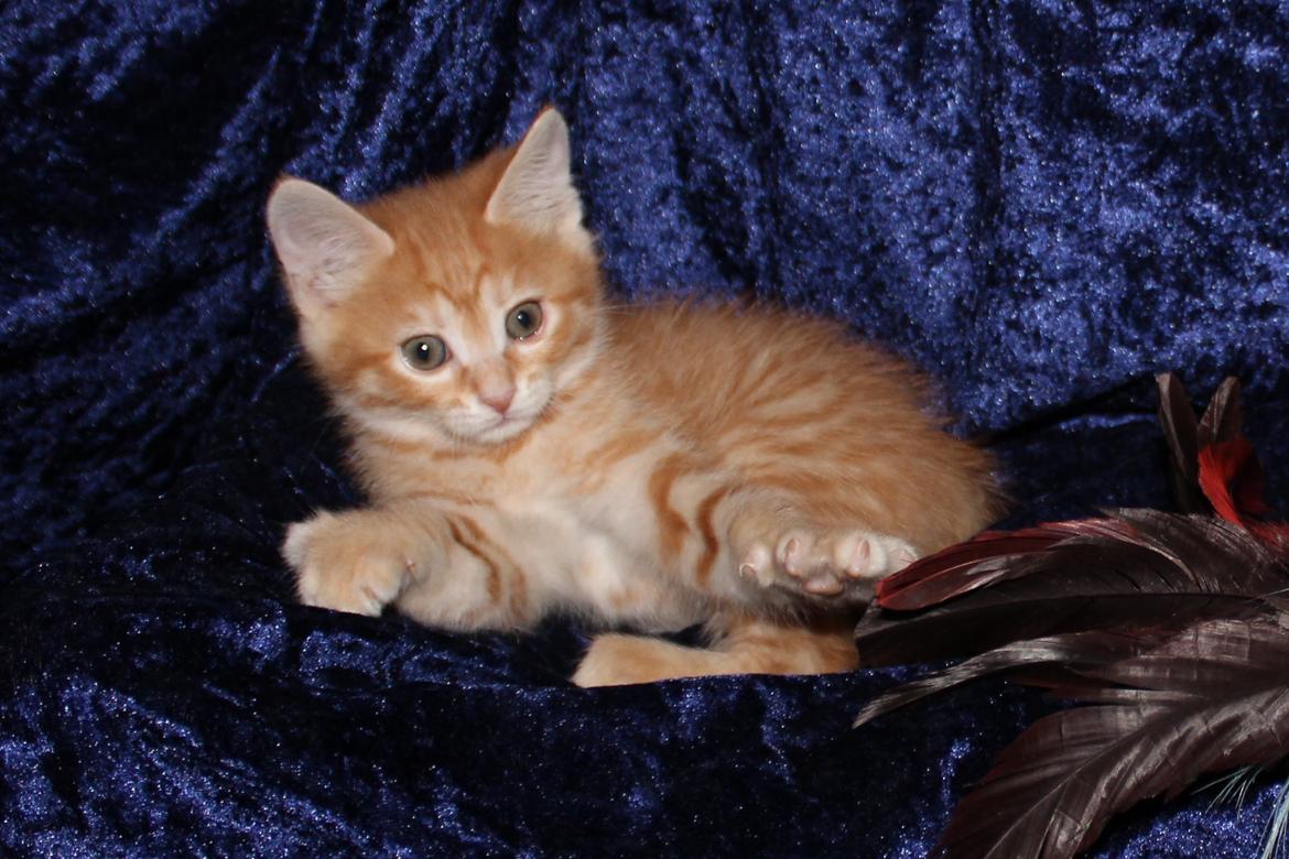 Kurilean Bobtail IP. GIC. DK KorZhik´s Miss Marple billede 16