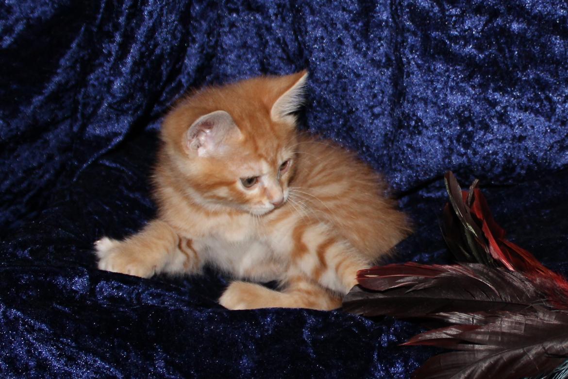 Kurilean Bobtail IP. GIC. DK KorZhik´s Miss Marple billede 17
