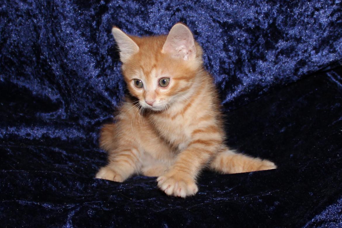 Kurilean Bobtail IP. GIC. DK KorZhik´s Miss Marple billede 18