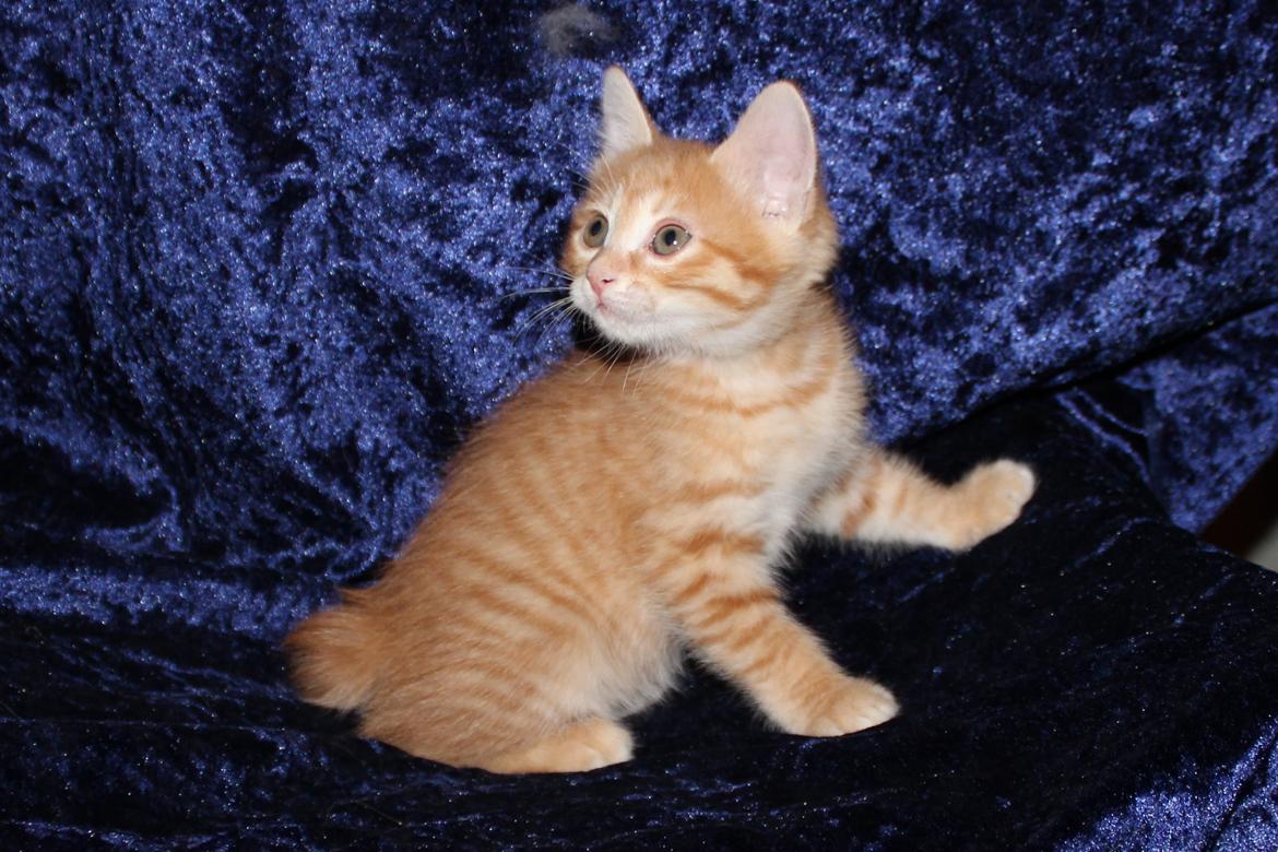 Kurilean Bobtail IP. GIC. DK KorZhik´s Miss Marple billede 19