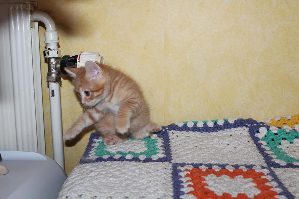 Kurilean Bobtail IP. GIC. DK KorZhik´s Miss Marple billede 22