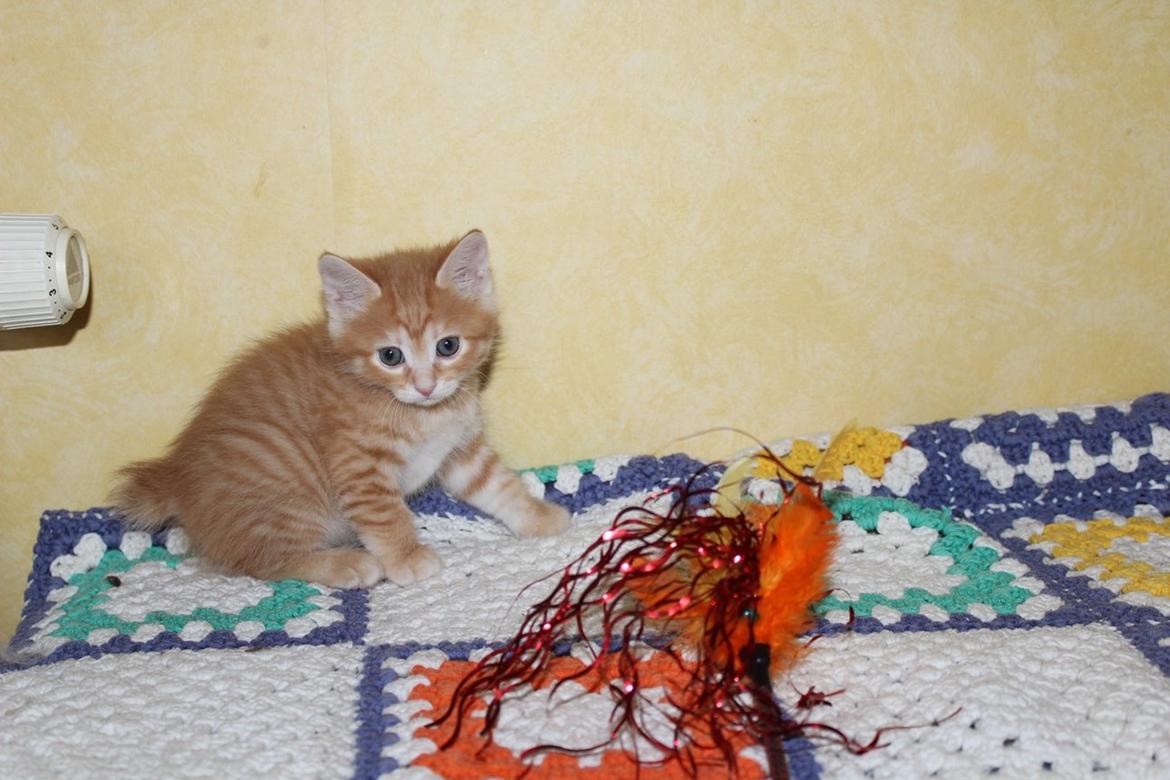 Kurilean Bobtail IP. GIC. DK KorZhik´s Miss Marple billede 21