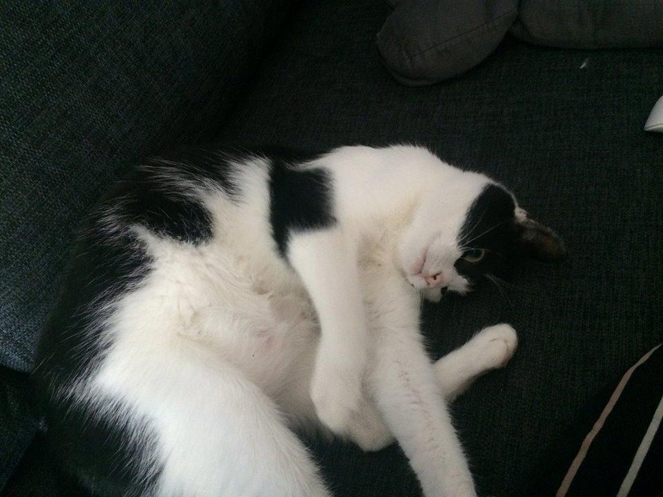 Huskat Tutte (Gizmo) billede 1