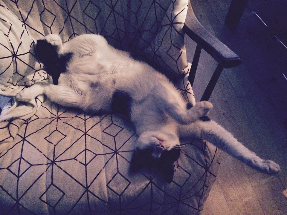 Huskat Tutte (Gizmo) billede 2