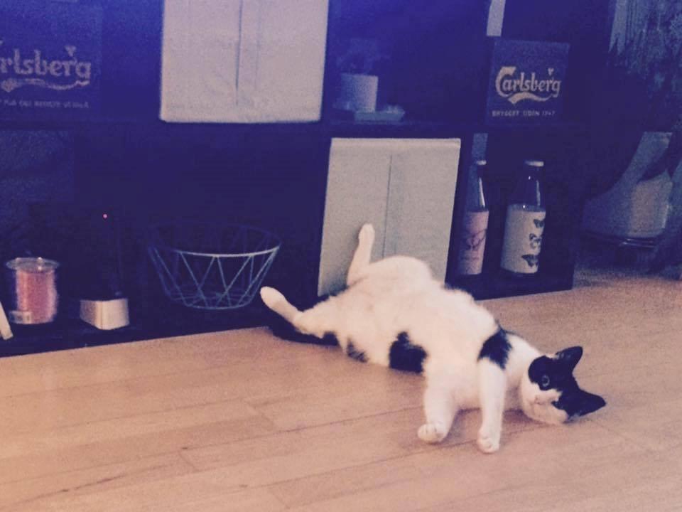 Huskat Tutte (Gizmo) billede 3