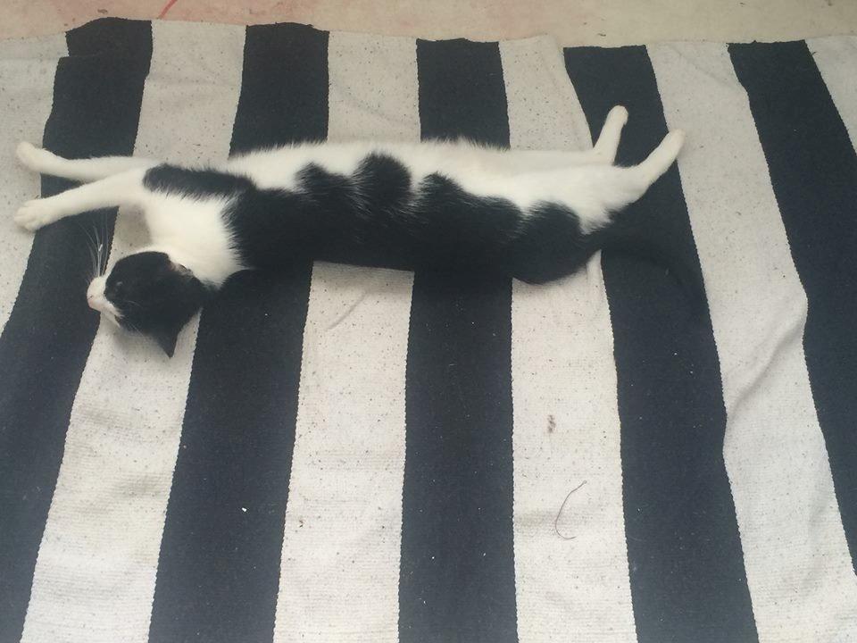 Huskat Tutte (Gizmo) billede 4