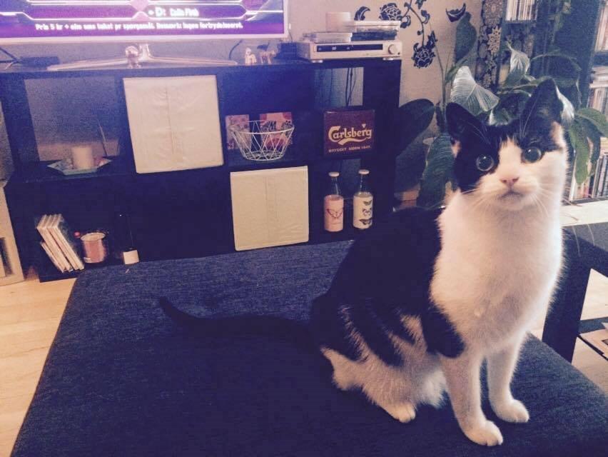 Huskat Tutte (Gizmo) billede 5