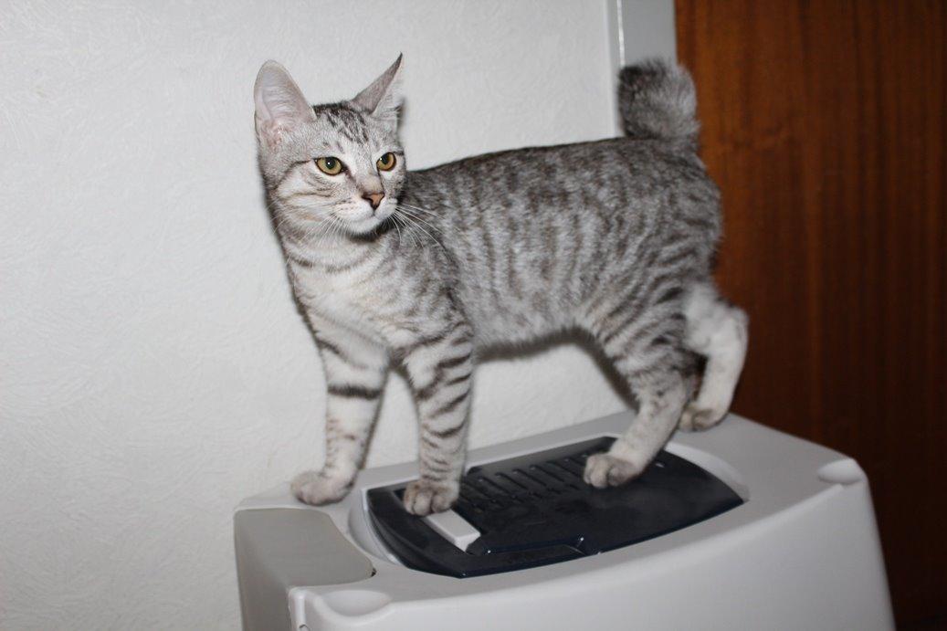 Kurilean Bobtail CH. (N)RGJ Cat`s Darmojed billede 6
