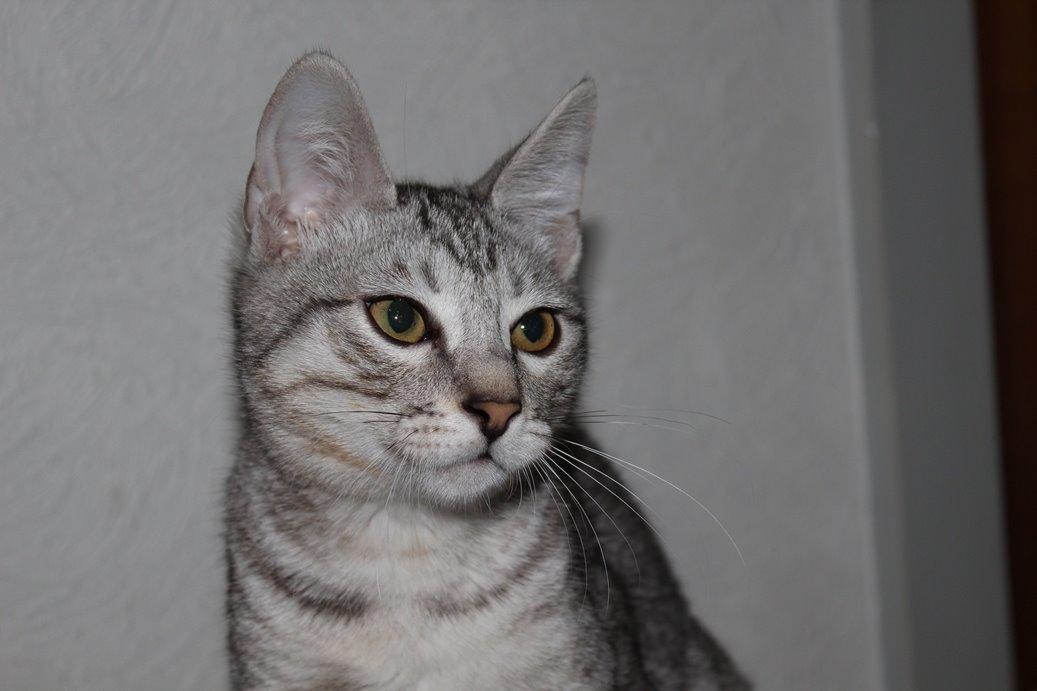 Kurilean Bobtail CH. (N)RGJ Cat`s Darmojed billede 7