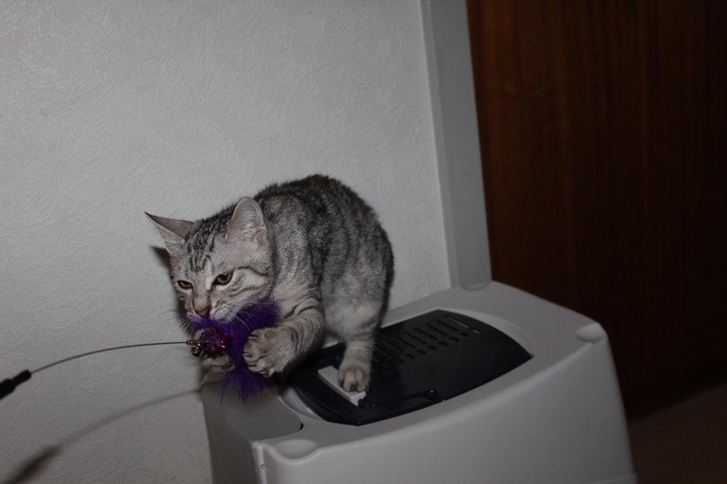 Kurilean Bobtail CH. (N)RGJ Cat`s Darmojed billede 8