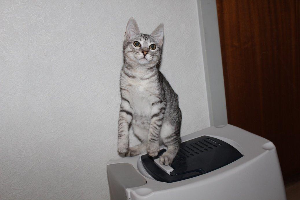 Kurilean Bobtail CH. (N)RGJ Cat`s Darmojed billede 9