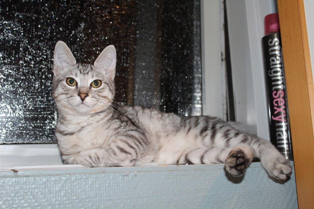 Kurilean Bobtail CH. (N)RGJ Cat`s Darmojed billede 10