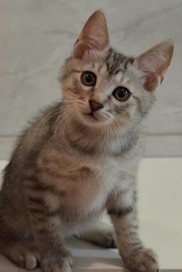 Kurilean Bobtail CH. (N)RGJ Cat`s Darmojed billede 11