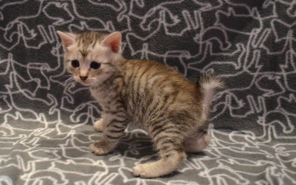 Kurilean Bobtail CH. (N)RGJ Cat`s Darmojed billede 13