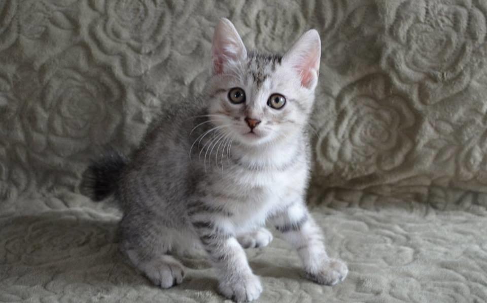 Kurilean Bobtail CH. (N)RGJ Cat`s Darmojed billede 12