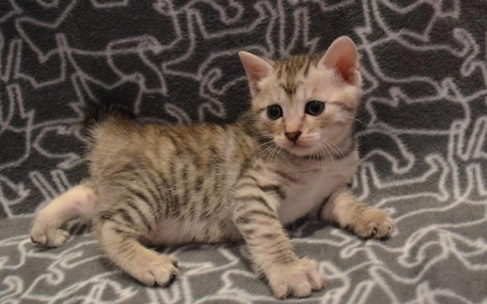 Kurilean Bobtail CH. (N)RGJ Cat`s Darmojed billede 14